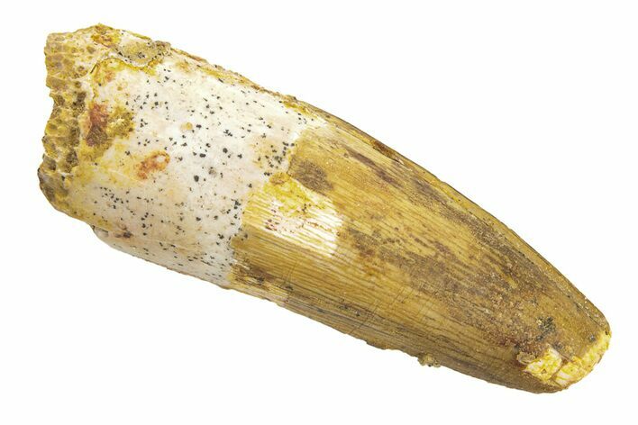 Spinosaurus Tooth - Real Dinosaur Tooth #249326